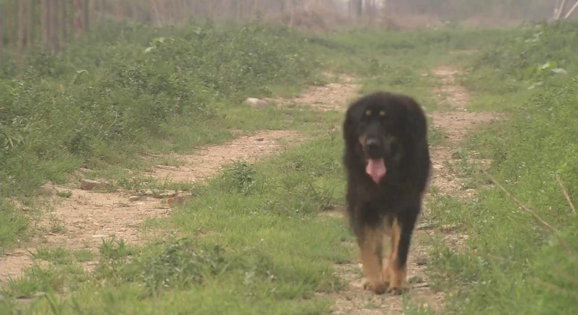 藏獒三次被主人抛弃最后咬舌自尽,被主人抛弃藏獒咬舌自尽