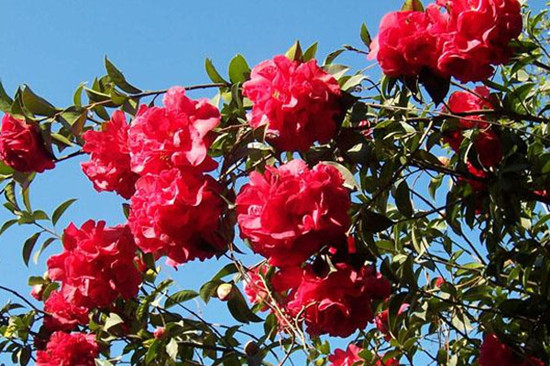 2021浜戝崡鍗佸ぇ鍚嶅搧,浜戝崡鍗佸ぇ鍚嶅搧