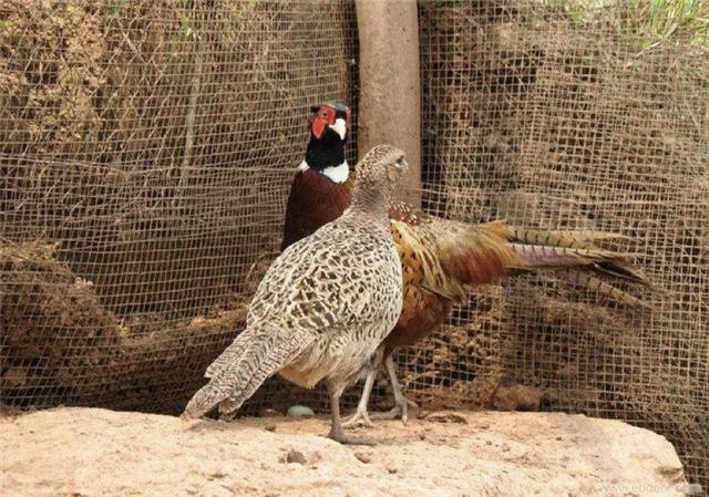 农村养跑山鸡创业,农村养山鸡致富
