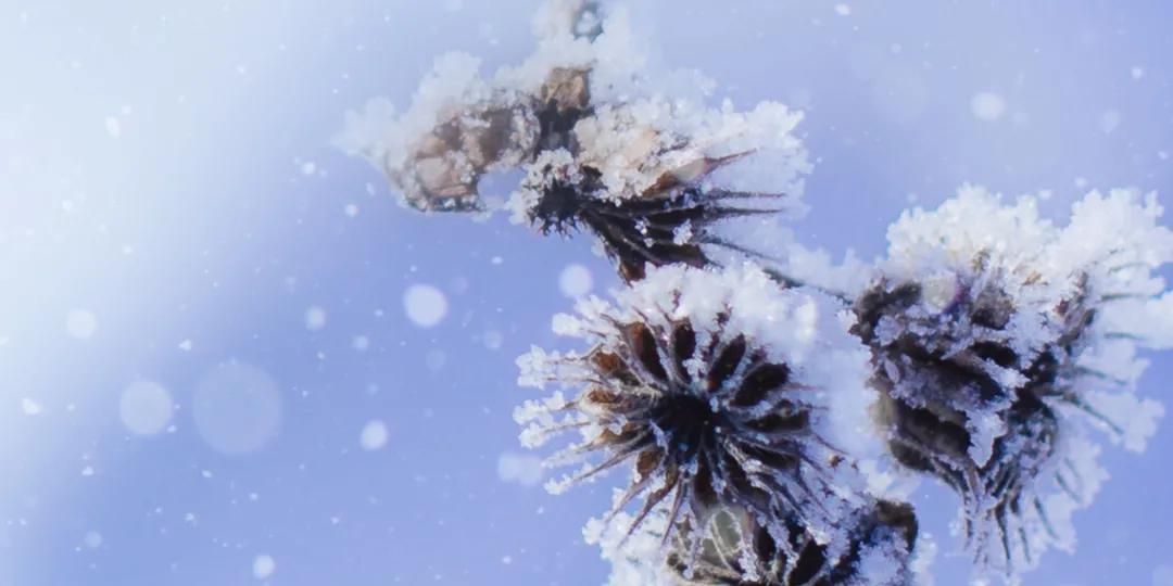 小雪唱的哪首歌最好听,小雪唱的关于雪的歌