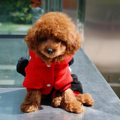 如何惩罚咬人的泰迪,泰迪犯错了怎么惩罚它最好