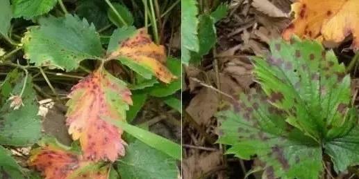 草莓地的红蜘蛛,红蜘蛛草莓园