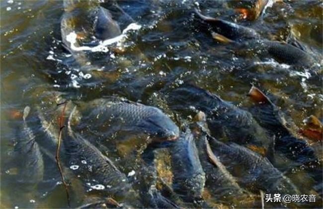 养猪养鱼一体化最少投入多少钱,养猪挣钱还是养鱼挣钱