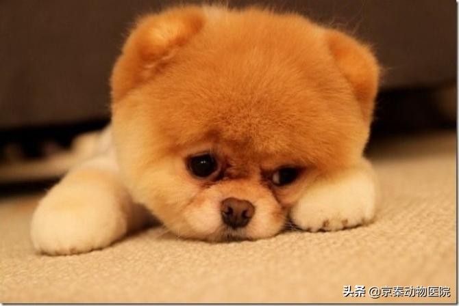 狗狗为什么抗拒洗澡，主人用这些方法，让它爱上洗澡