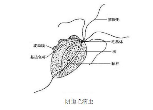 远离妇科炎症运动,怎么远离妇科疾病