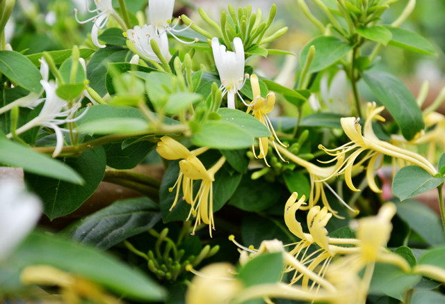 金银花从种植到卖掉的流程,金银花从种植到烘干