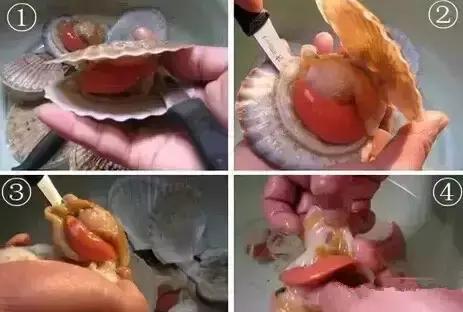 海鲜什么部位能吃什么不能吃讲解,各类海鲜哪个部位不能吃