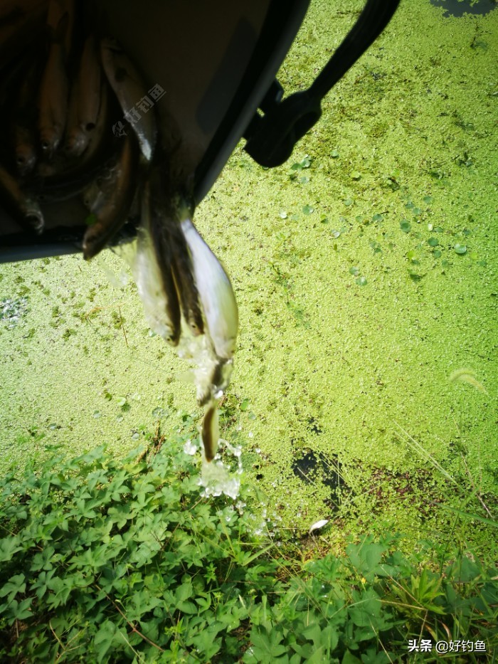 忙里偷闲的出来钓个鱼,忙里偷闲钓鱼
