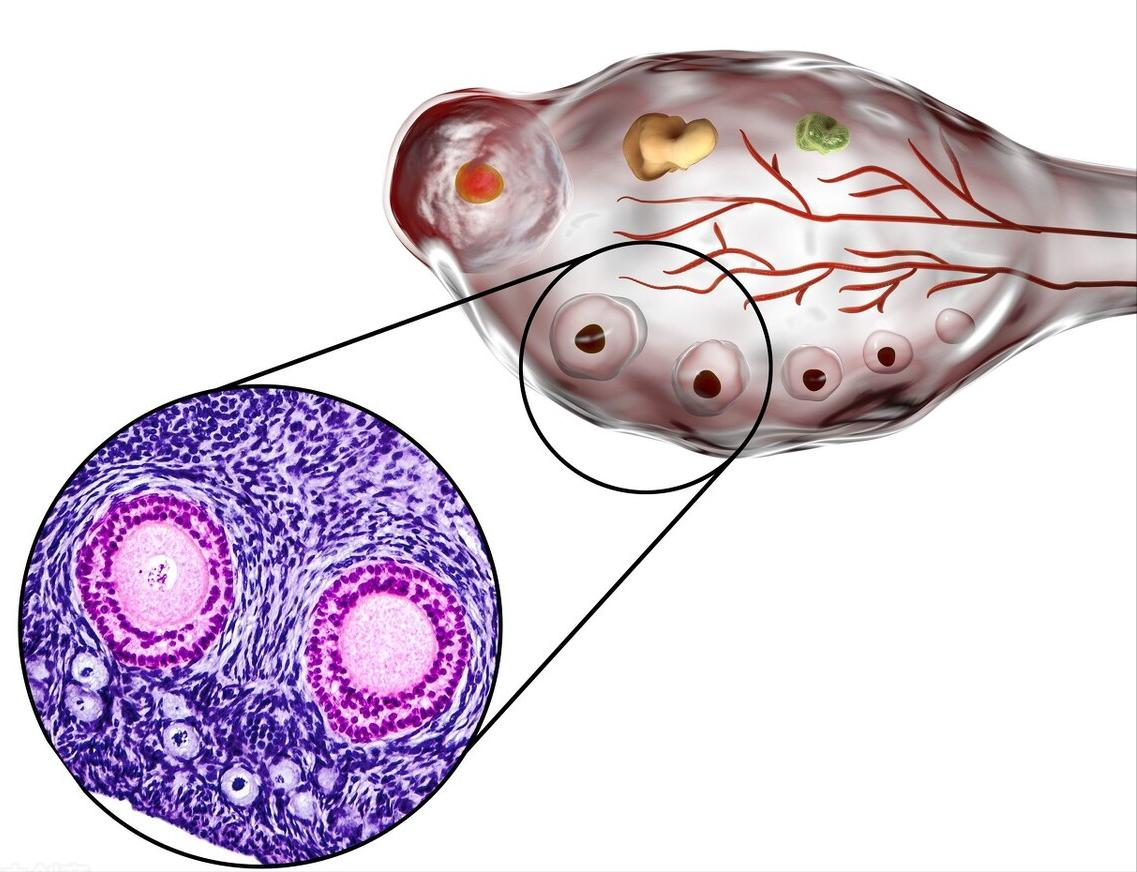 夜针一定要准时准点打吗,试管夜针是破卵针吗