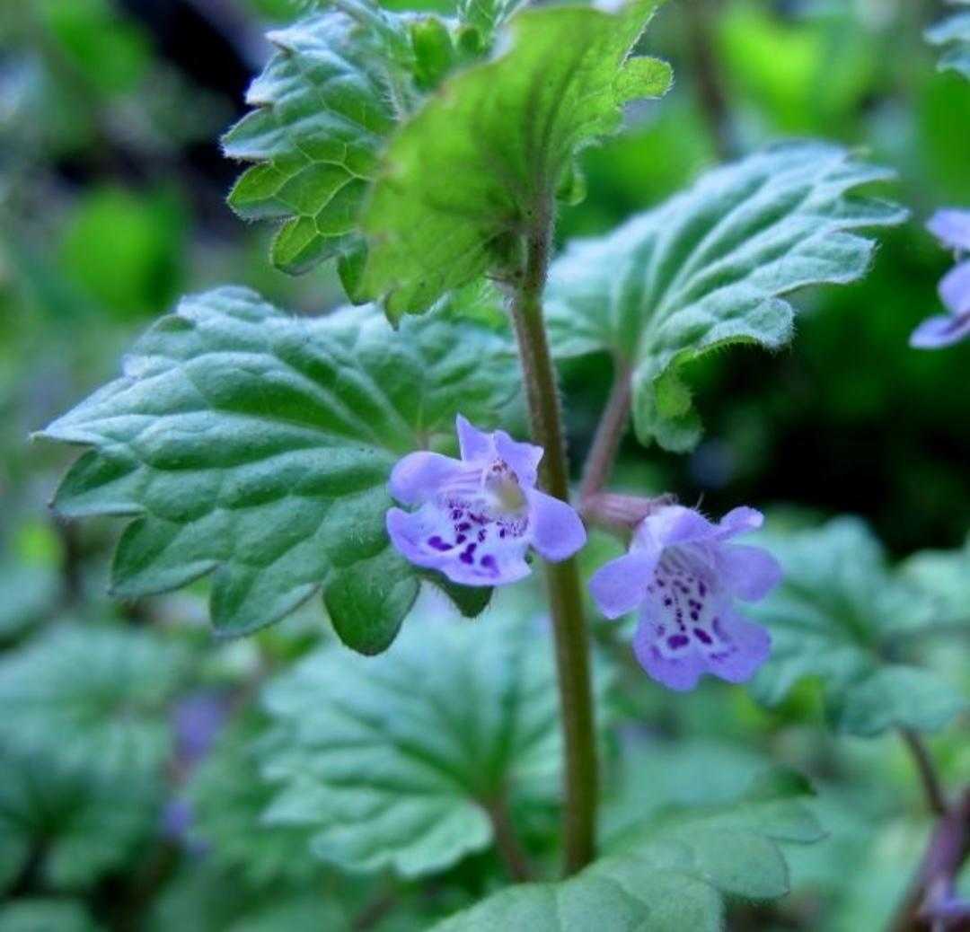 活血丹功效主治,活血丹植物