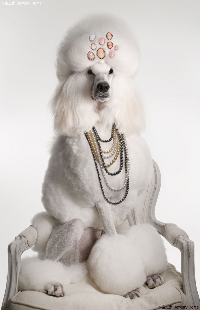 一学就会的抖音小技巧,一学就会的抖音教程