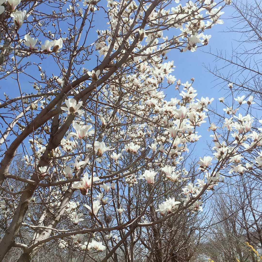 二马说,蝴蝶套胶各系怎么选