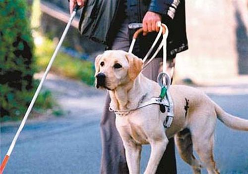 温顺导盲犬什么时候上岗,导盲犬太温顺老被欺负