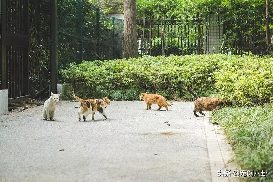 致每一位爱宠人，请了解下困难重重的TNR