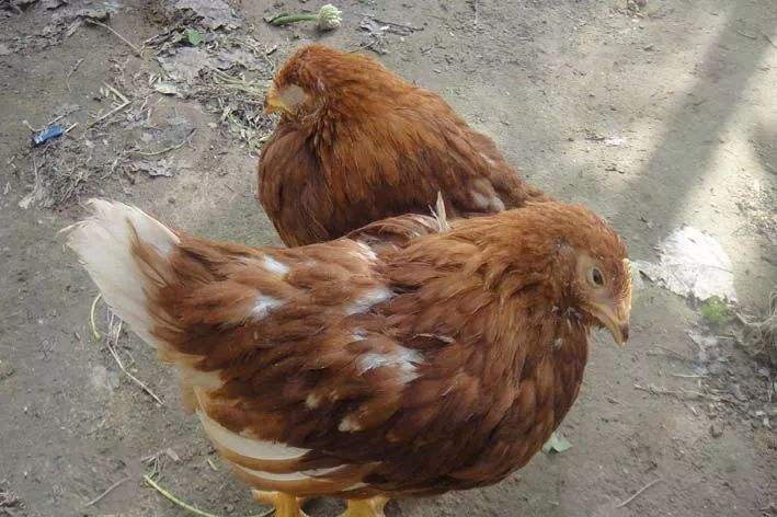 养鸡肠道消化系统图谱讲解,养鸡肠道的调理方法