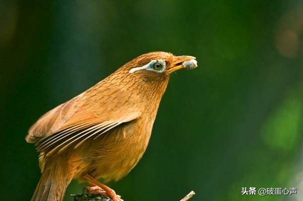 画眉鸟的眼睛怎样养好看图片,眉清目秀怎么养的