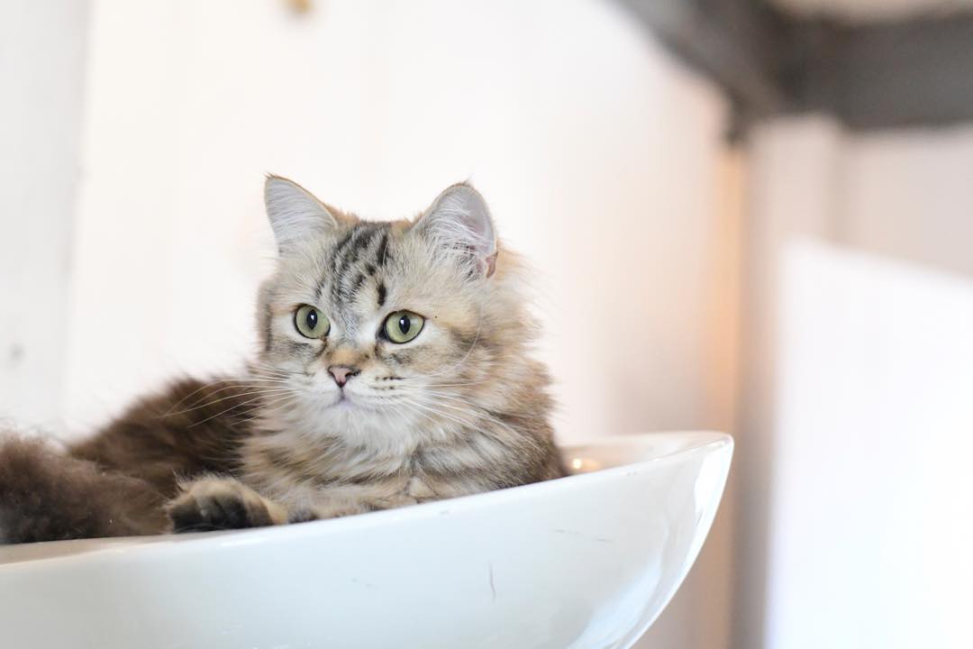 猫咪孢子虫病属于什么,猫隐孢子虫