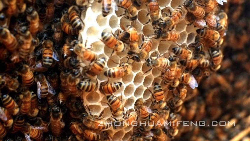 徐祖荫中蜂箱,养蜂技术怎么引蜜蜂