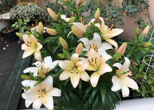 想要百合花花期长一点怎么做,想要养好花卉