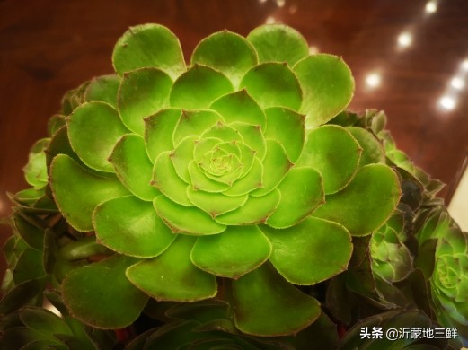 不小心踩到了狗屎是好是坏,不小心踩到狗屎了是什么预兆