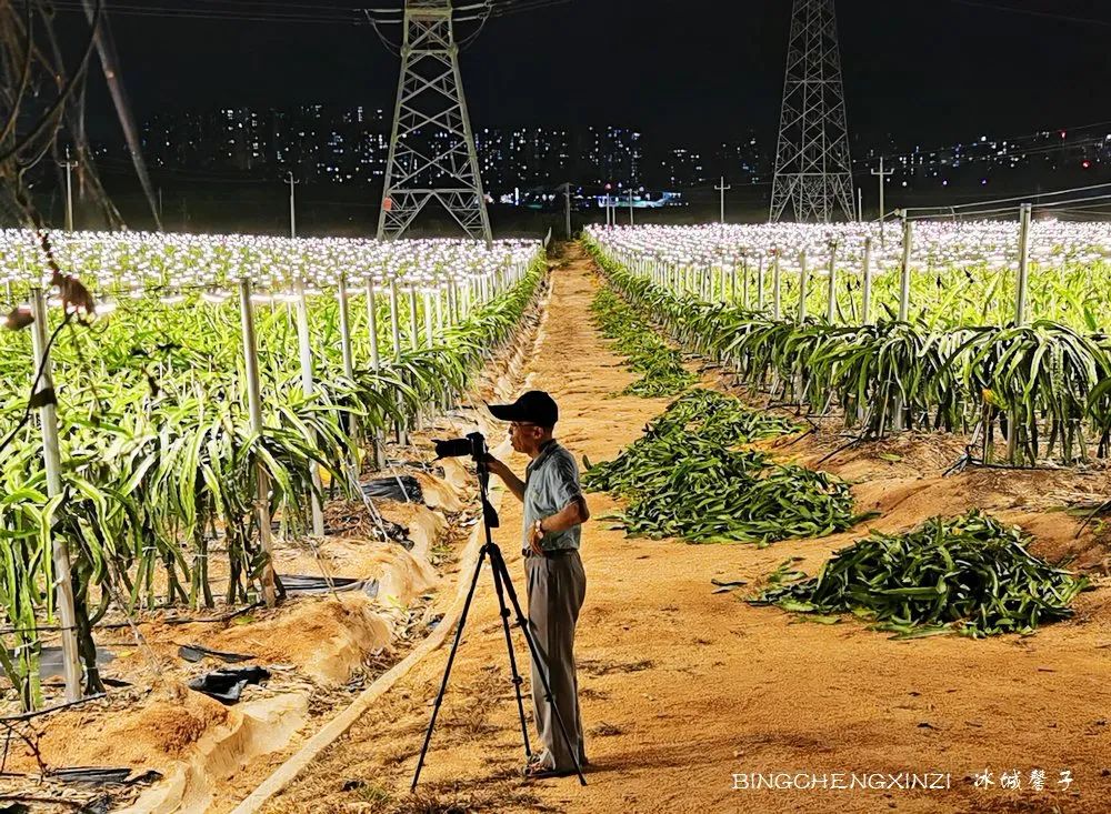 做把“村姑”，走进海南灯火灿烂的火龙果园