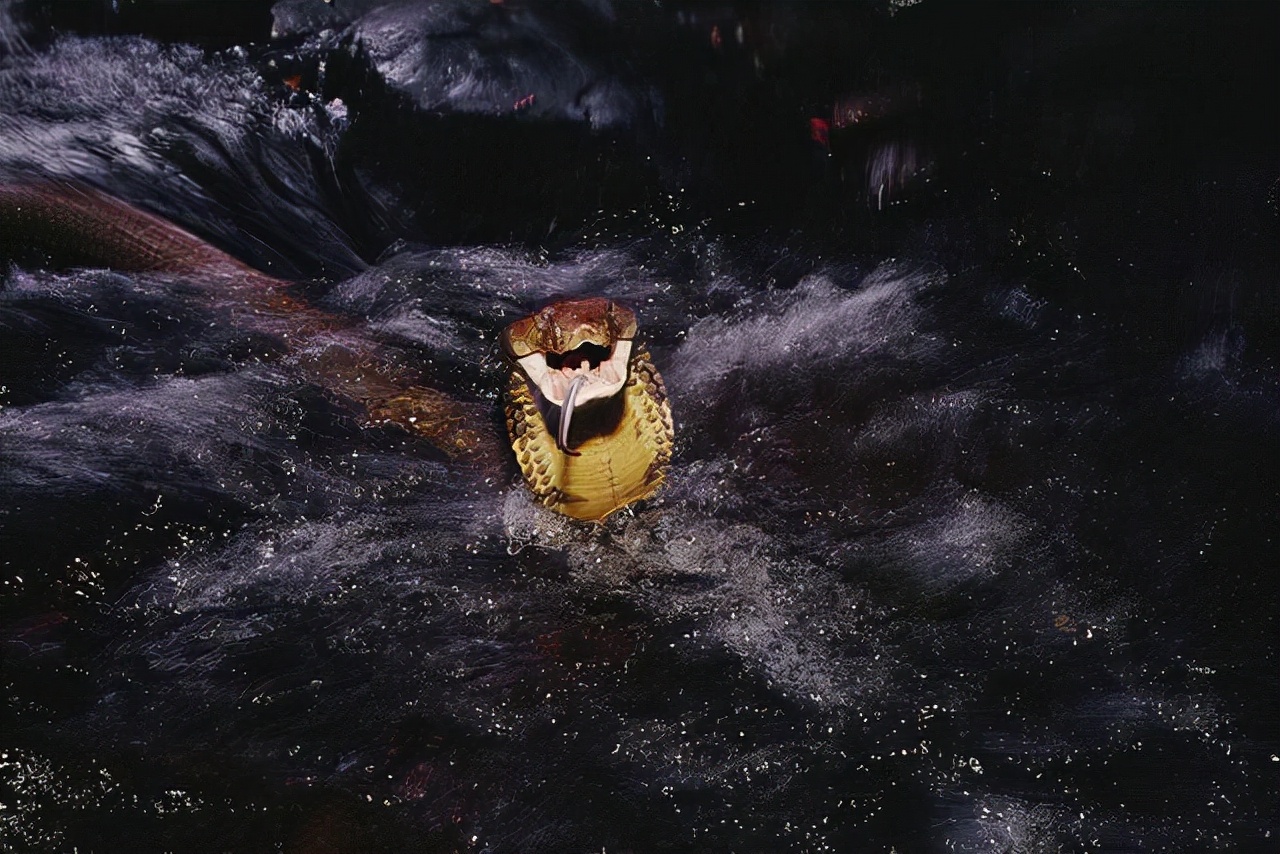 农户家中惊现两米长剧毒眼镜王蛇,发现剧毒的眼镜王蛇需要怎么处理