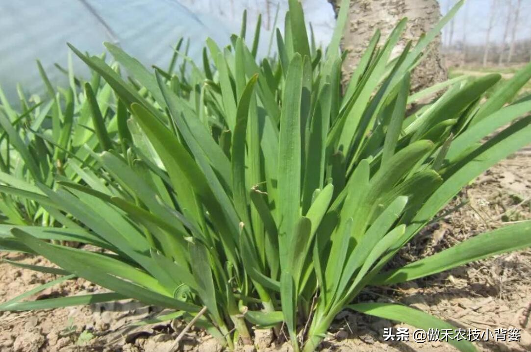 韭菜种植一两年要换土,韭菜种植盆栽多久采收