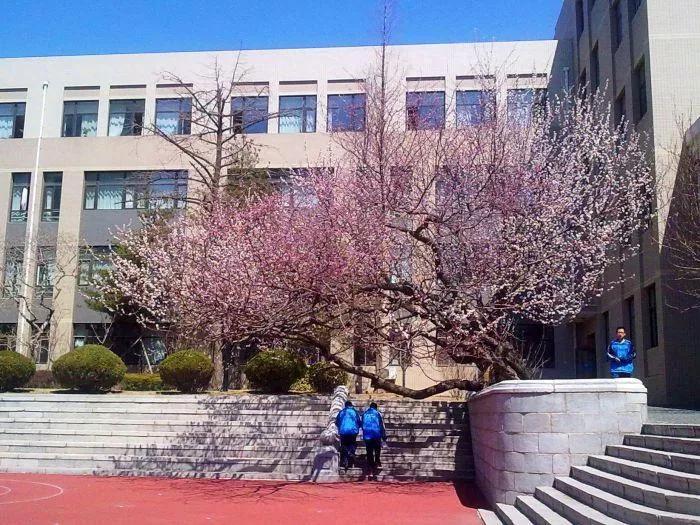 大连市第八高级中学,大连市第八中学天台事件