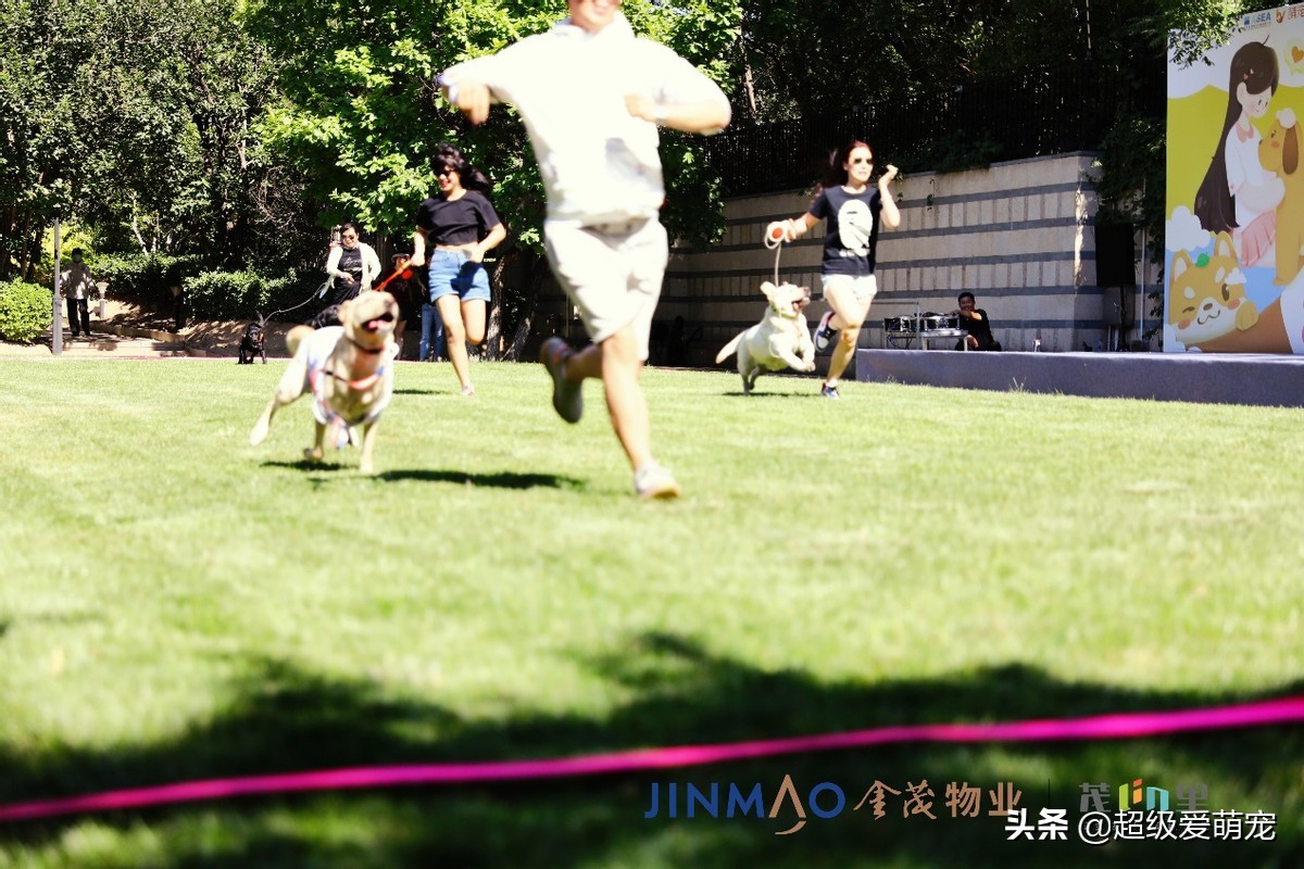 金茂广场萌宠生活节,金茂物业活动