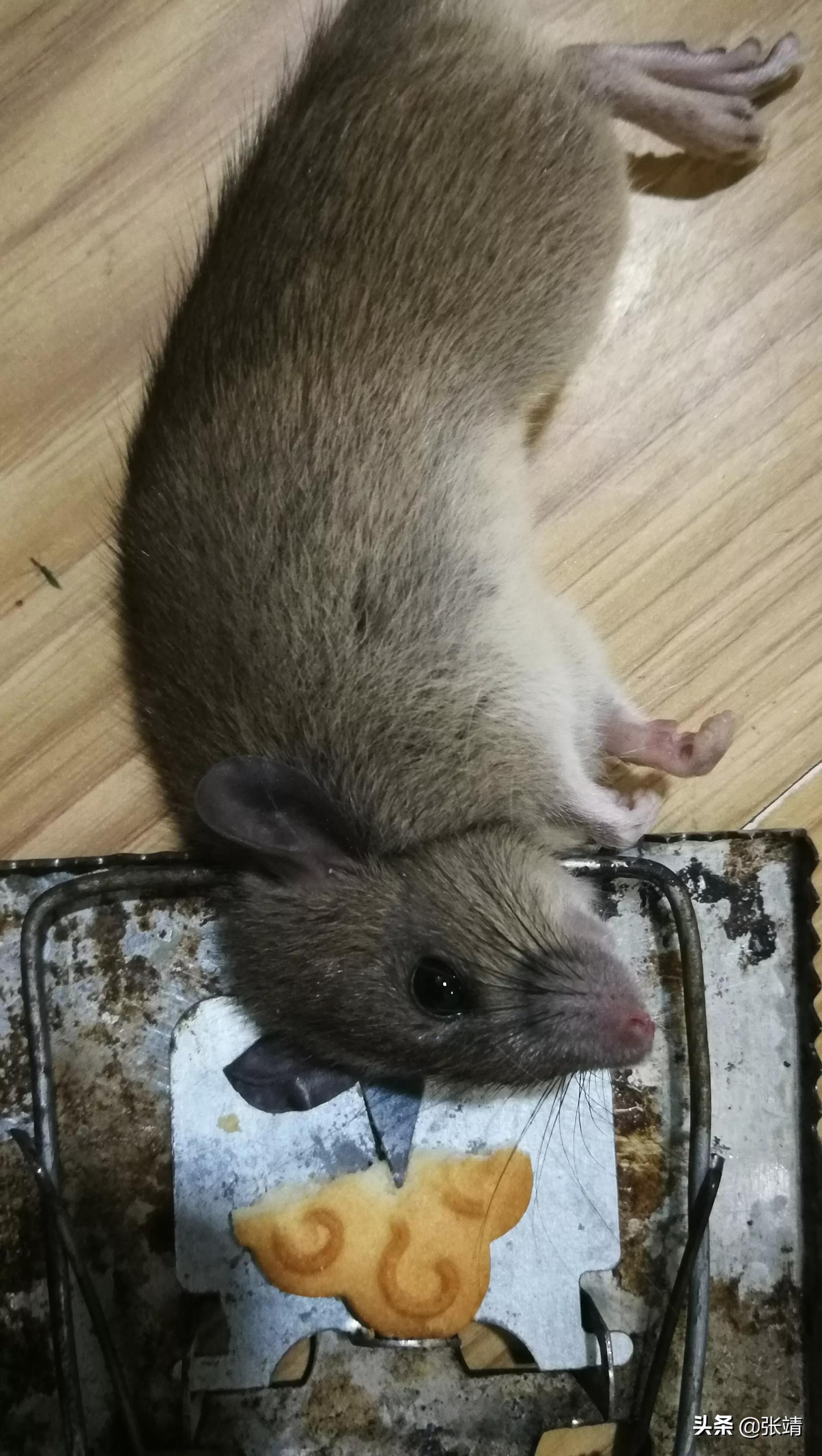 老鼠进家有什么好办法,老鼠进家该找谁处理