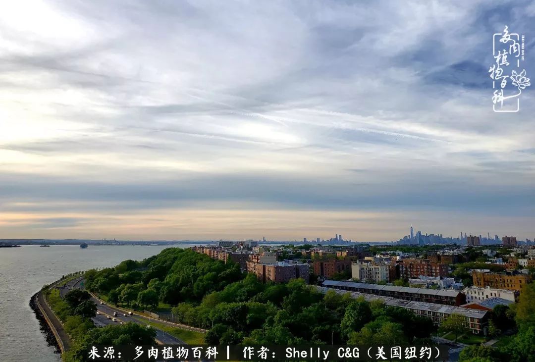 美国纽约有多少华裔人,美国纽约有多少个华人