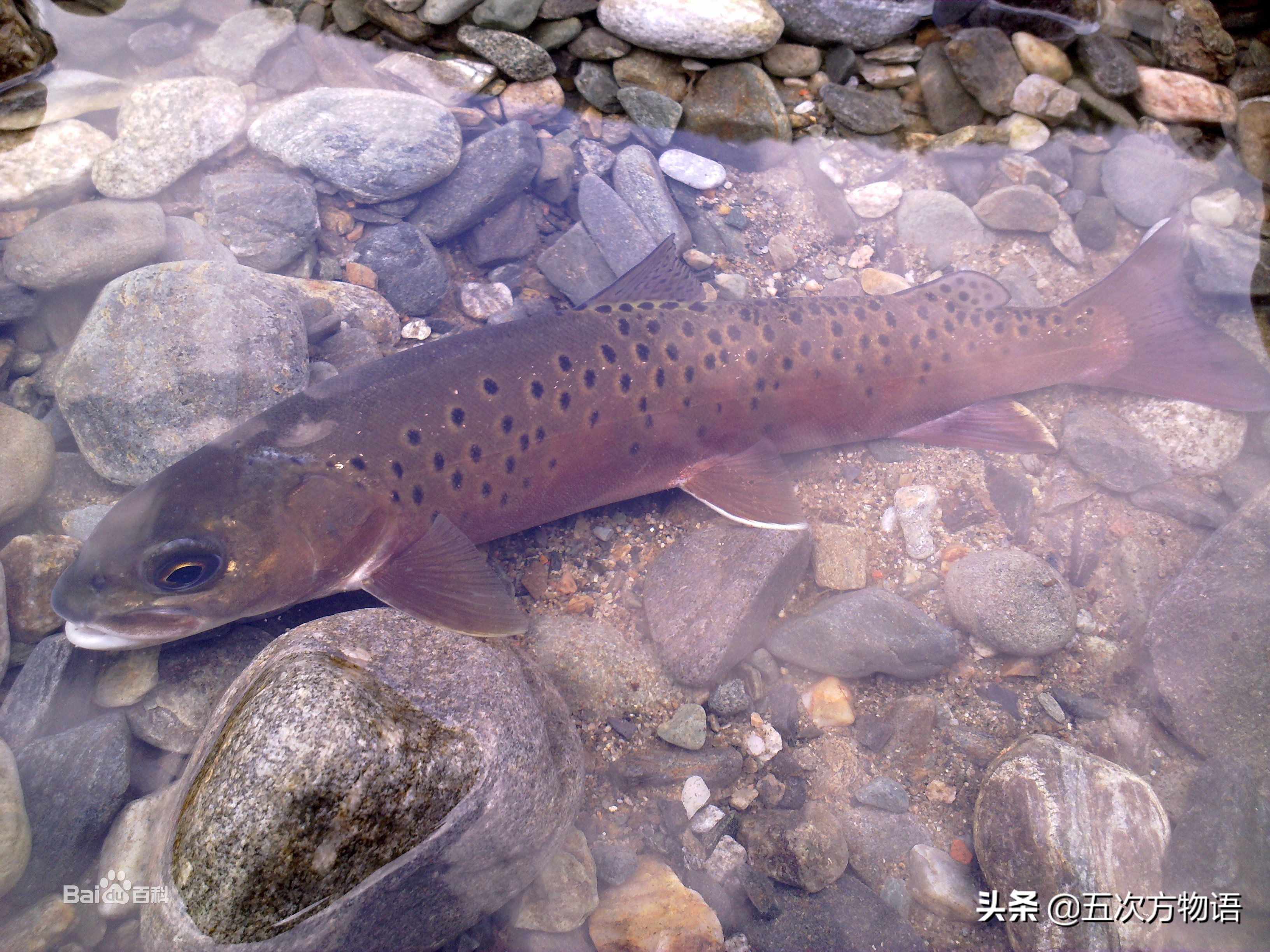 黑龙江营养价值最高的鱼,黑龙江肉多刺少又好吃的鱼