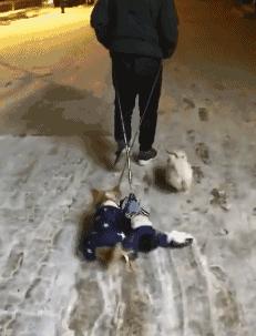 这样的搭配，感觉还是可以接受的