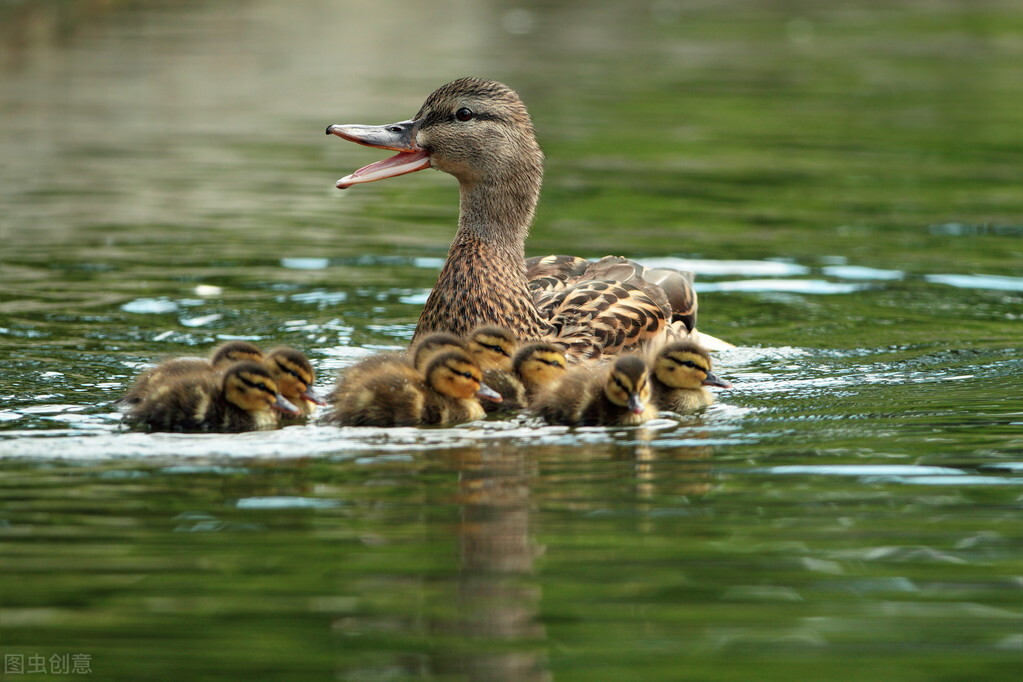 苇塘湖小野鸭哪里去了？老鼠蛇黄鼬雀鹰乌鸦黑鱼都是野鸭天敌