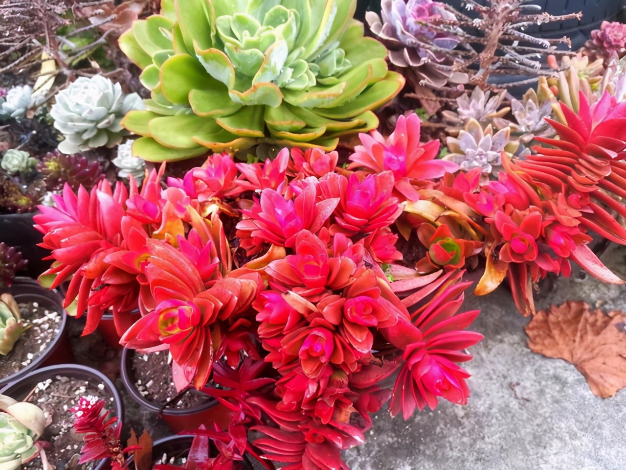 10种多肉天生爱徒长，不能“宠”着养，虐一虐才漂亮