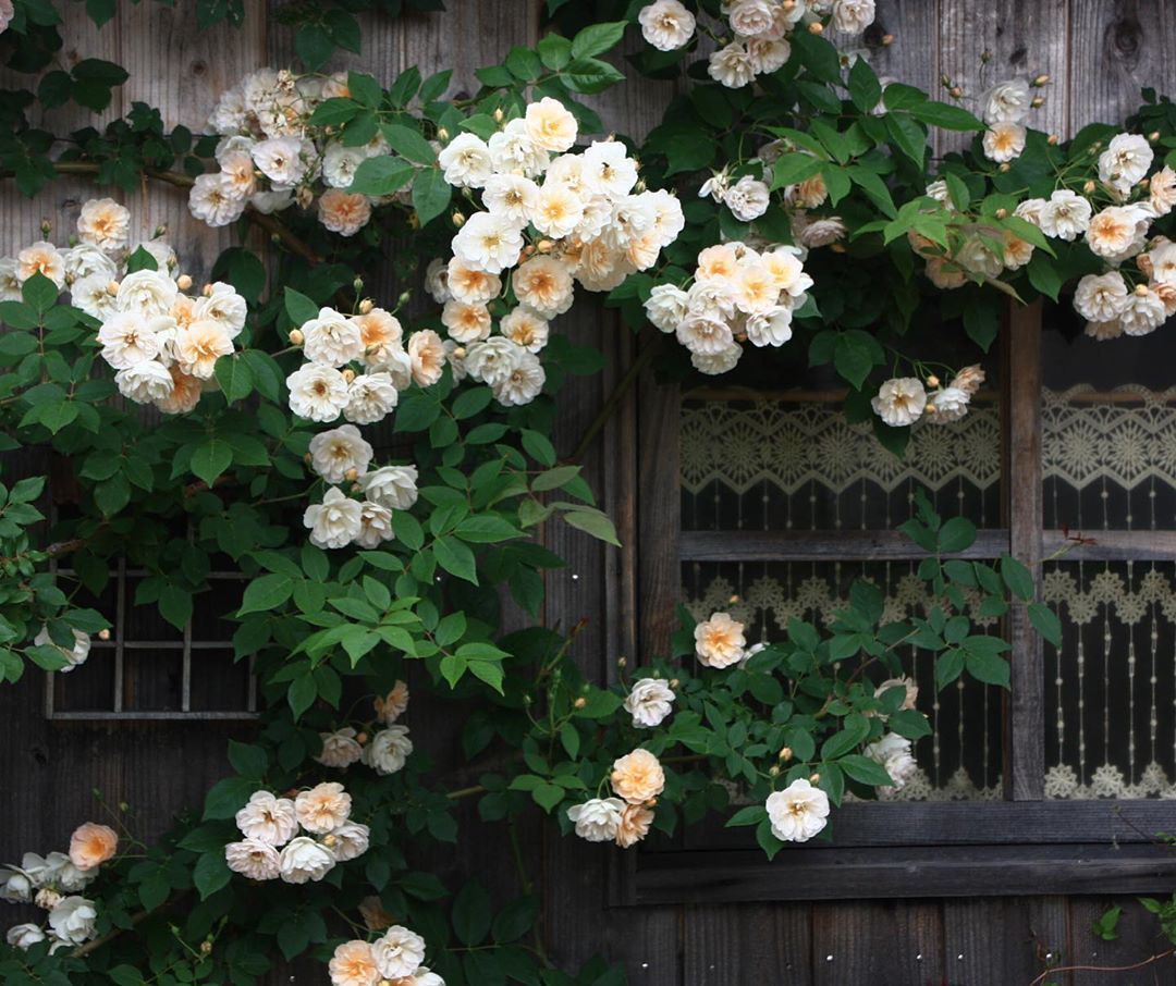 爬藤植物怎么牵引造型,爬藤植物是怎么爬藤的