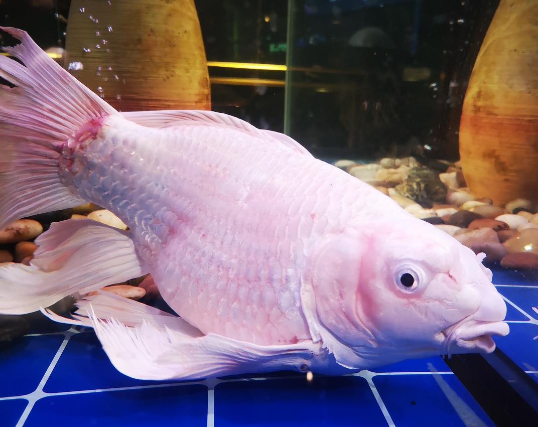 观赏鱼受伤了长毛了怎么回事,观赏鱼怎么判断是外伤还是烧鳍