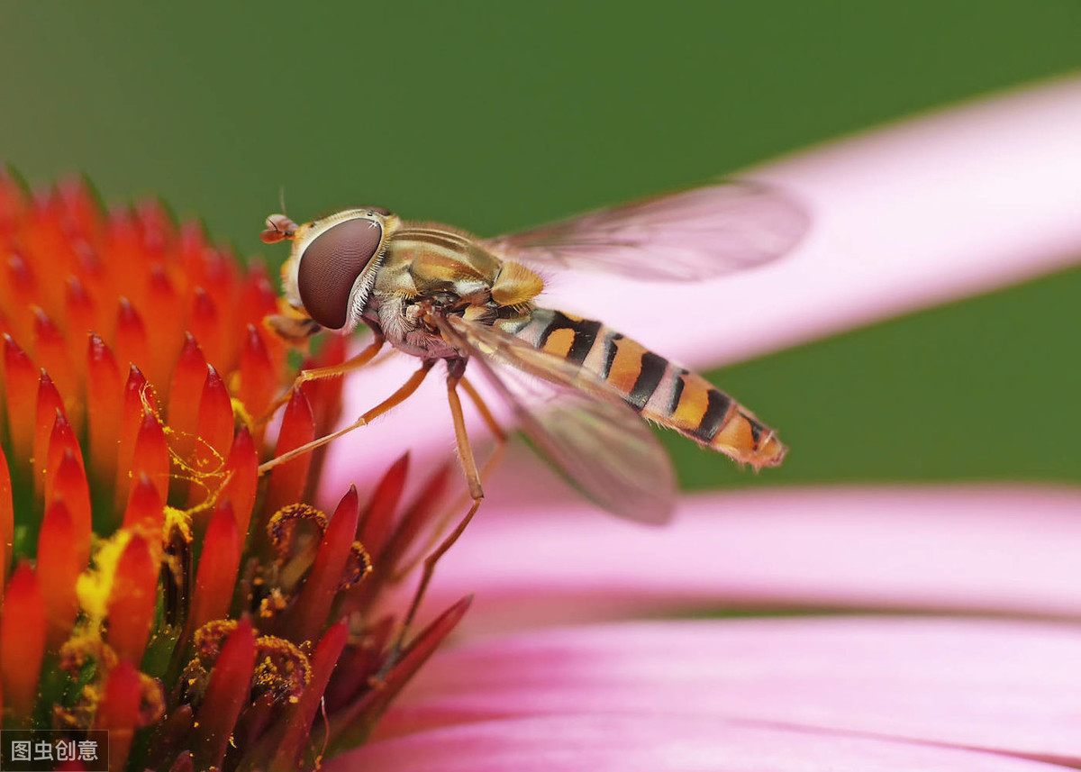 长得像蜜蜂确是苍蝇的亲戚，行为又是益虫的一种生物——食蚜蝇