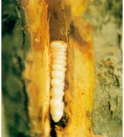 桃树9大虫害分析，蚜虫类、介壳虫类等虫害防治方法介绍