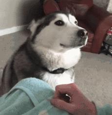 狗狗爱乱跑爱黏人怎么办,狗狗太粘人了怎么办一离开就叫