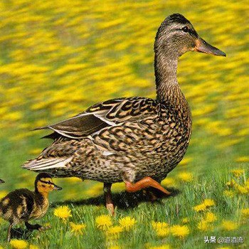 公鸭怎么给鸭蛋受精,怎么给母猪输精正确