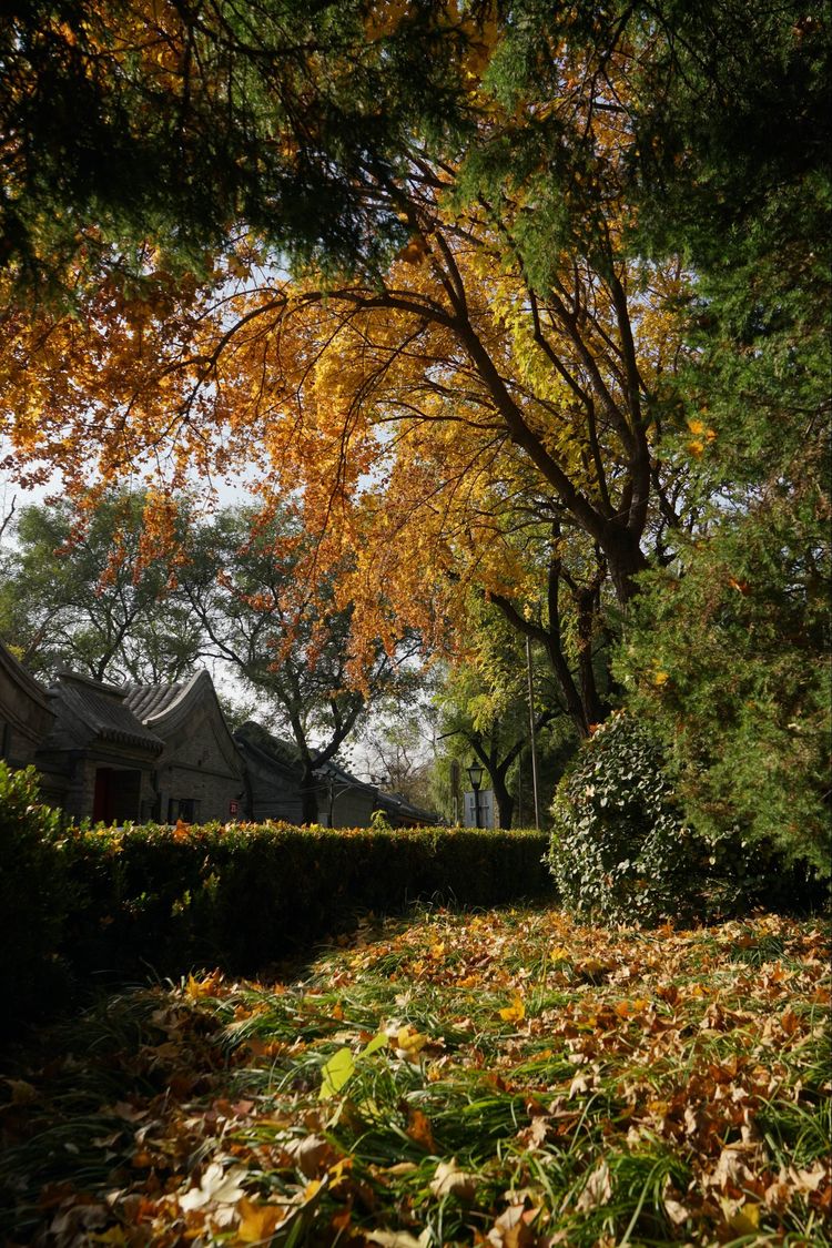 金色的北京犬,金色的北京现代汽车