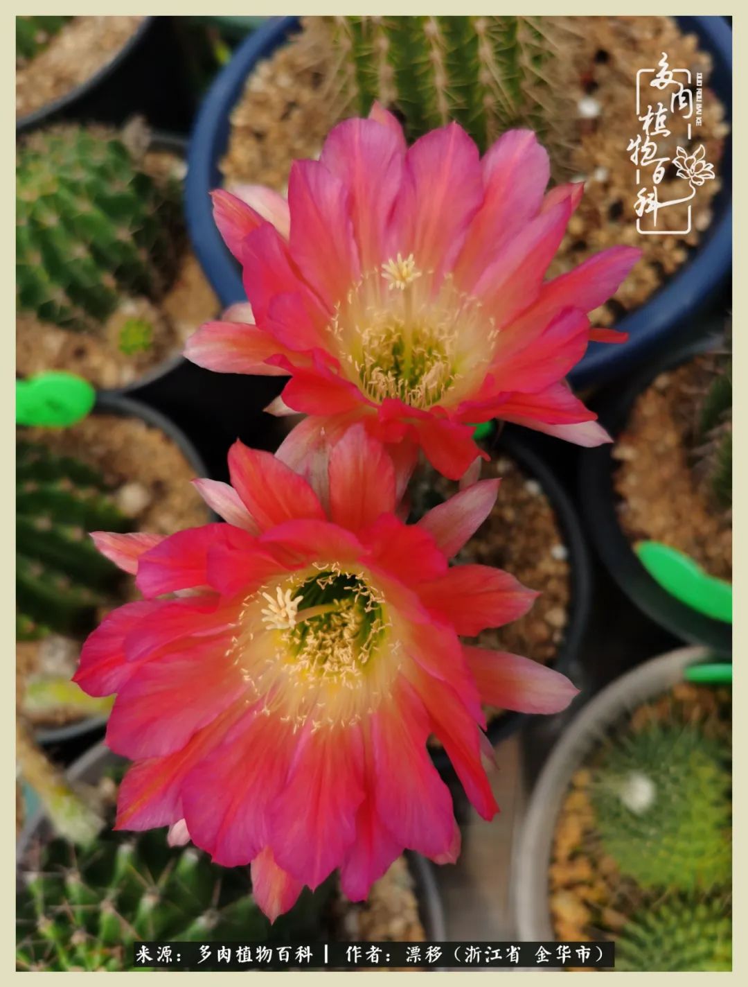 仙人球开花的惊艳瞬间,仙人球开花惊艳了6月