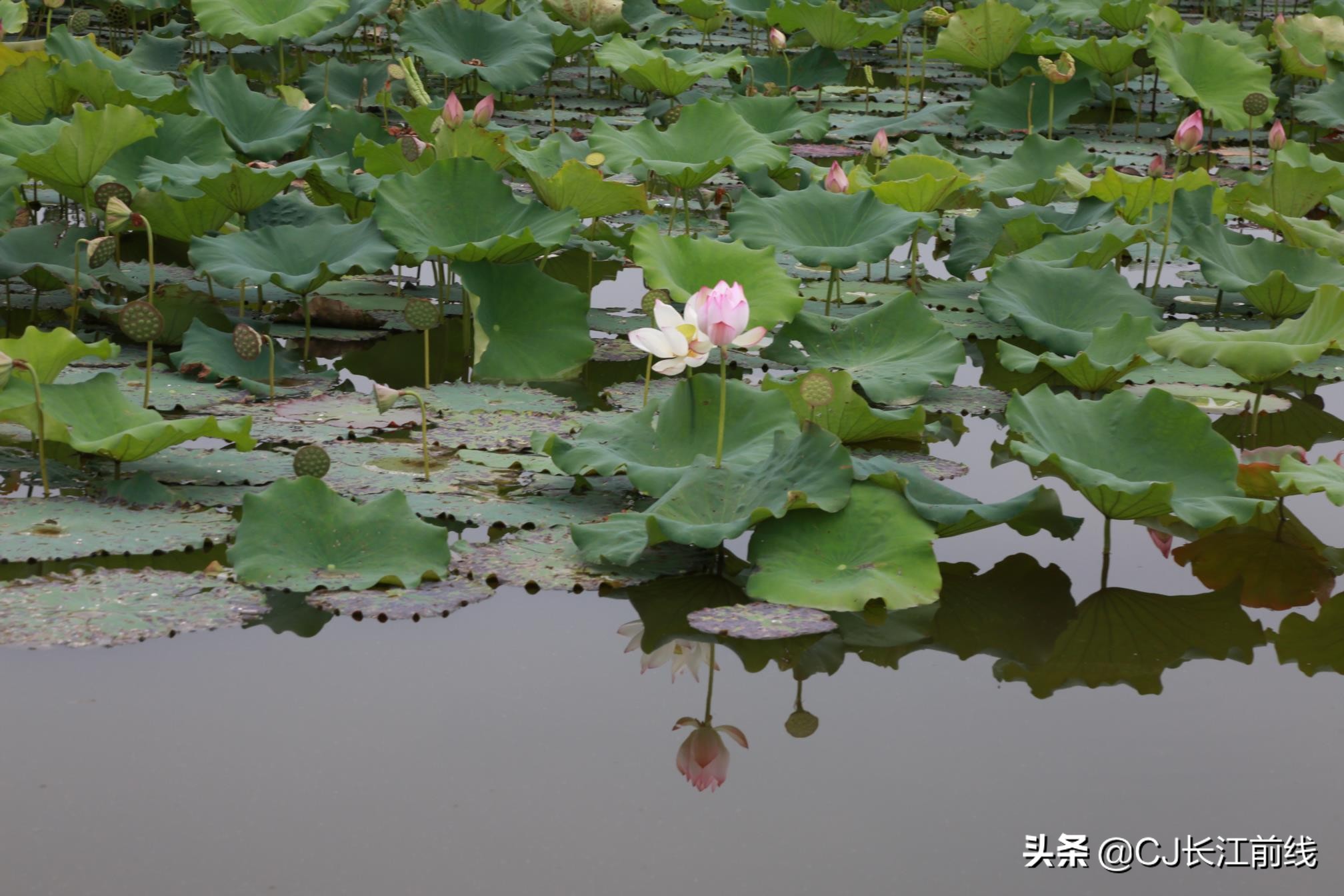 淮滨谷堆杨湾最新消息,淮滨谷堆杨湾风景