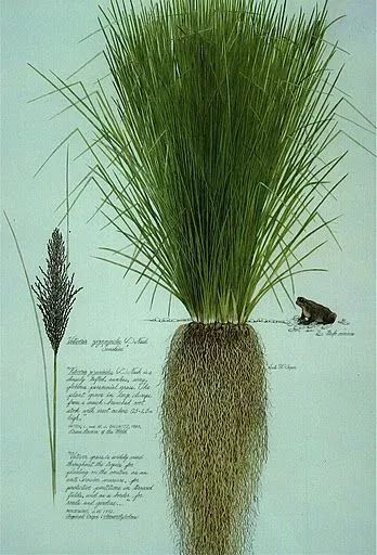 神秘学丨愈疗的巫术：芳香疗法