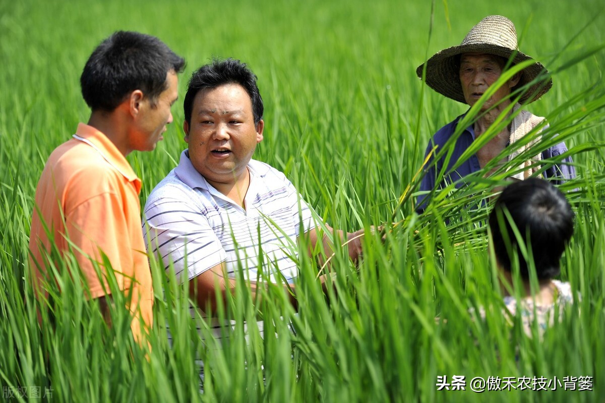 尿素和液体氮肥哪个好,液体氮肥到底是什么