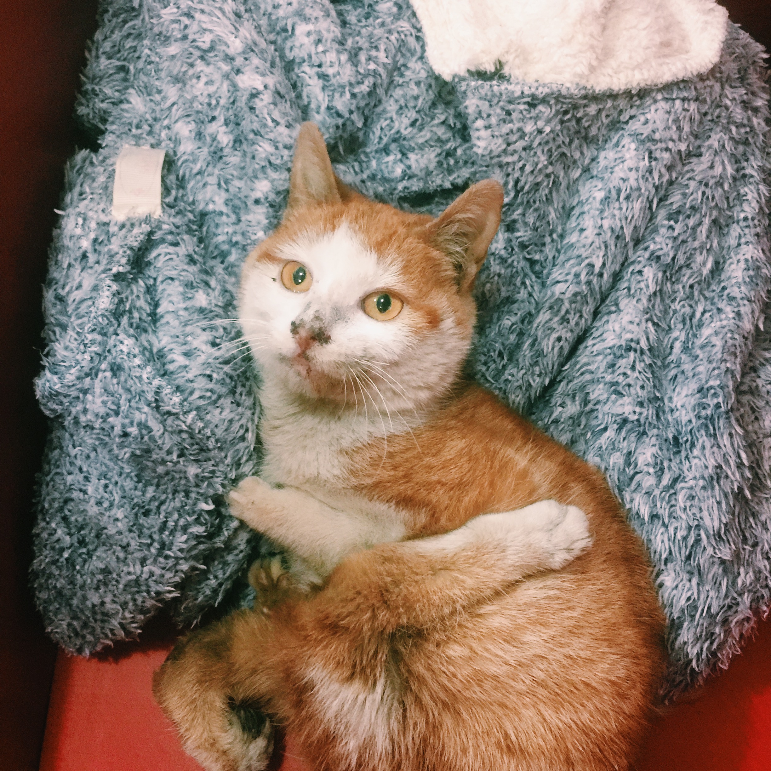 养一只四肢残疾的小猫是种什么经验？