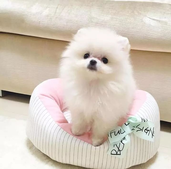 博美为什么看到别的狗就叫,博美狂叫怎么办