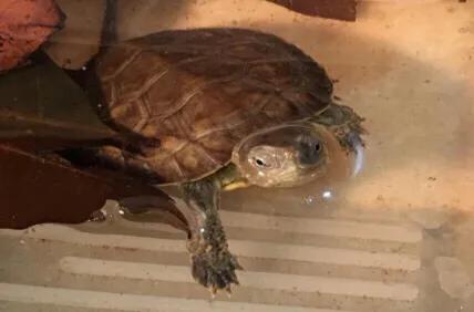 黄喉石龟图片大全,欧洲黄喉