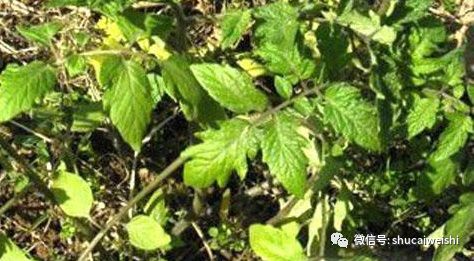 番茄缺镁有什么症状,番茄病毒病的防治和缺素防治